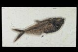 Fossil Fish (Diplomystus) - Wyoming #158558-1